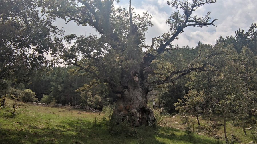 roure-berrugues